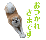 560243807