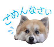 560243809