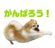560243812
