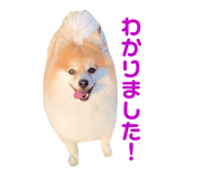 560243817