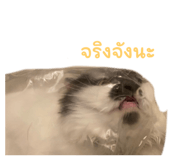 561228207