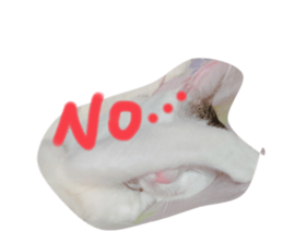 561293238