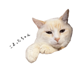 561437920