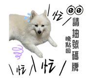 561816067