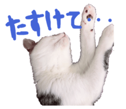 56223382