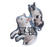 562678481