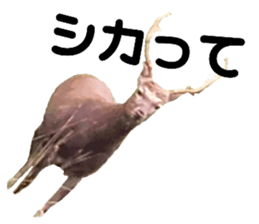 562714759