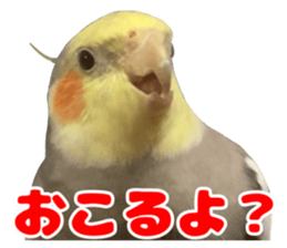 562811158