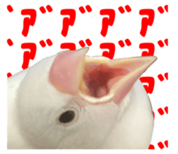 562811174