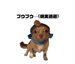 563118575
