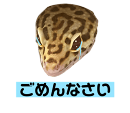 563133435