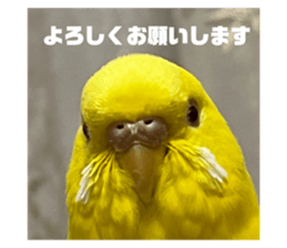 563133441