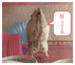 563376655