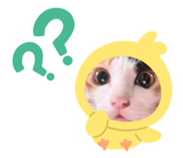 564576636