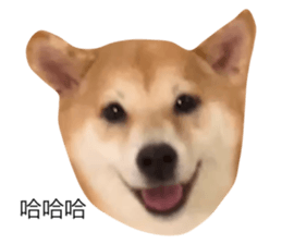 564583066
