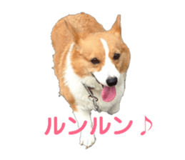 56561425