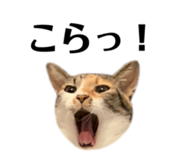 565731876