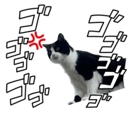 565778981