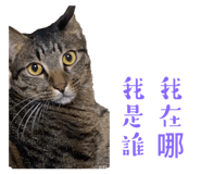 566361126
