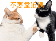566523999