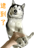 566524002