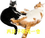 566524003