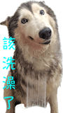 566524004