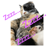566626135