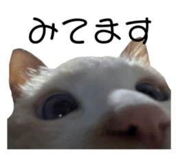 566694117
