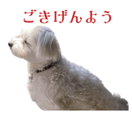 566783217