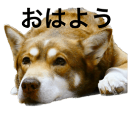 566795217