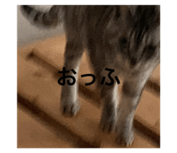 566857608