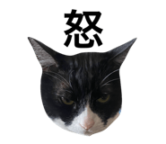 566949944