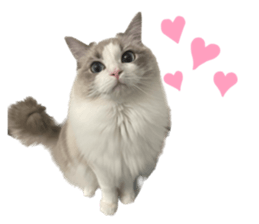 567043101