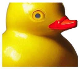 567184499