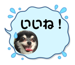 567331702