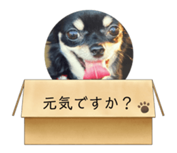 567331703