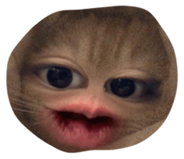 567394074