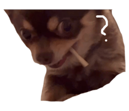 567607806