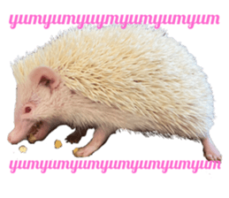 567992529