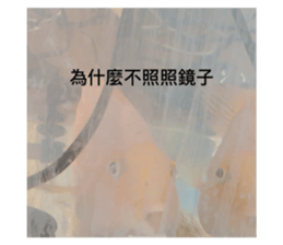 568007845