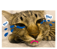 568077114