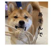 568347260