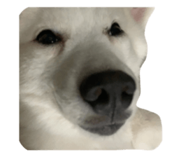 568427752