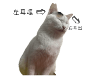 568438185
