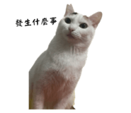568438186