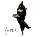 568438191