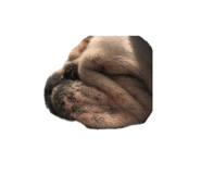 568507385