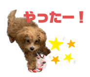 568507785
