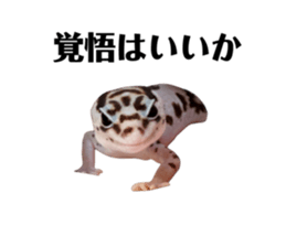 568809211